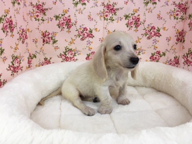 ミニチュアダックスフンド（イエロー）女の子　入舎！！