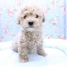 激かわボーイ!!　トイプードル“カフェオレ”の男のコ 2020.6/7撮影