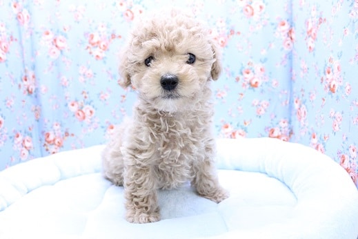 激かわボーイ!!　トイプードル“カフェオレ”の男のコ 2020.6/7撮影