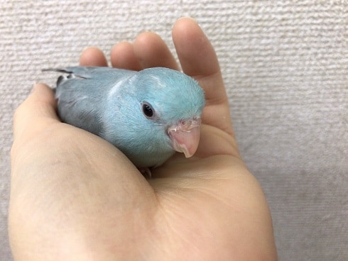 マニアックカラー　マメルリハ・ブルーパイド