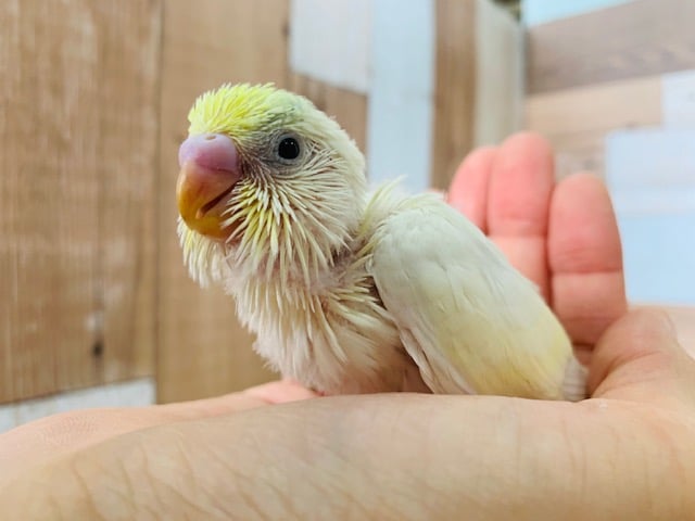 レアカラー、レインボーパイドのセキセイインコ♪