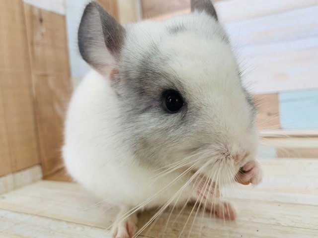 人の扱いが得意なチンチラさんです笑