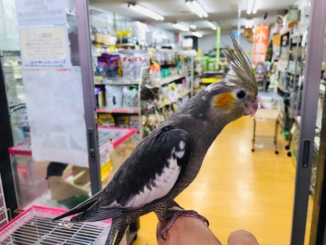 頭だけパイドカラーのオカメインコ　ノーマル　ヒナ