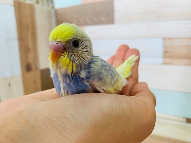 レアカラーのセキセイさん入舎！