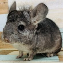 若干、ジャンプが重たい。。チンチラ（ノーマル）男の子～