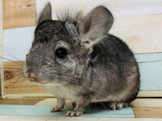 若干、ジャンプが重たい。。チンチラ（ノーマル）男の子～