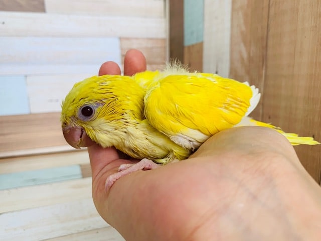 今度はルチノー！オキナインコさん入舎！！