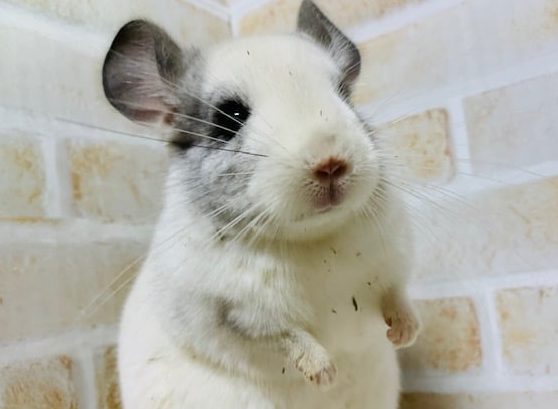 安心サイズのチンチラ(パイド)さん♪