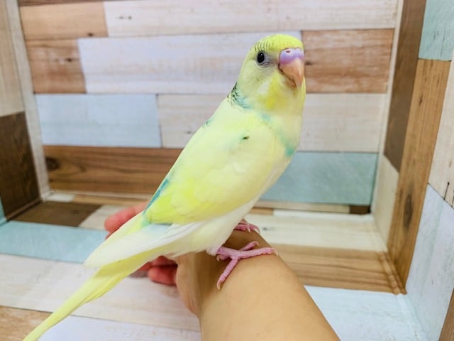 画像更新！クリーム系のレインボーパイドセキセイ♪