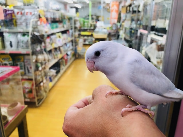 激レア　カラーのマメルリハインコ　ヨーロピアンダイリュートコバルト