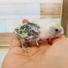 レアカラーセキセイ、ハルクインのコですよ～♪