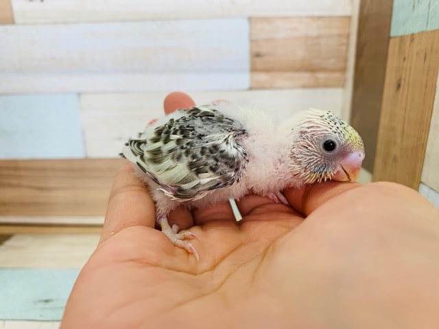 レアカラーセキセイ、ハルクインのコですよ～♪