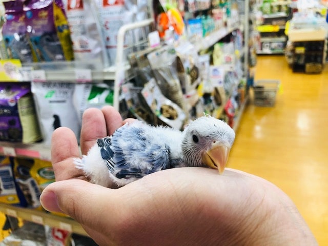 レアカラー　コザクラインコ　ヴァイオレッドオパーリン　ヒナ