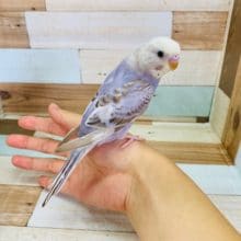 画像更新！シナモンカラーのセキセイインコ！