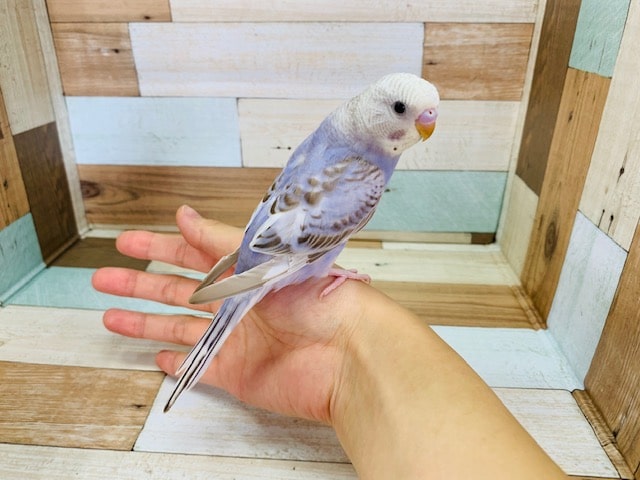 画像更新！シナモンカラーのセキセイインコ！