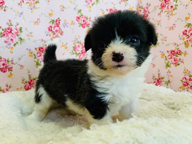 動画有り！寝言言います。。MIXわんこ（ビションｘコーギー）