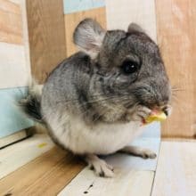 超元気いっぱい！！チンチラ（ノーマル）女のコっ