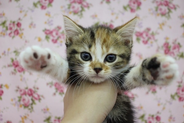 カワイイ三毛ちゃん☆スコティッシュフォールド・女の子！