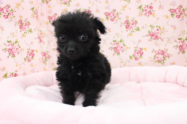 超ミニサイズ！？MIX（マルプー）・女の子！