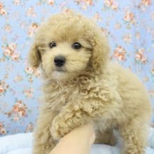 激レアカラー「カフェオレ」！トイプードル・男の子！