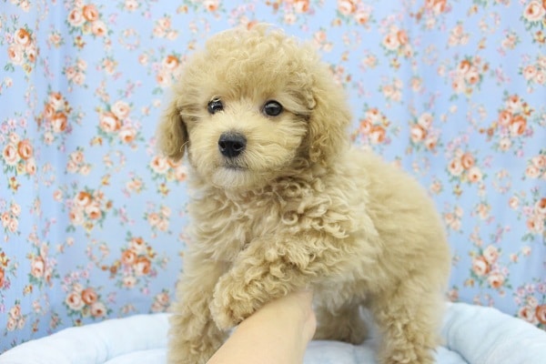 激レアカラー「カフェオレ」！トイプードル・男の子！