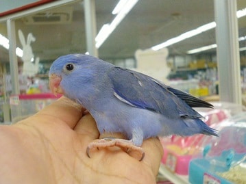 マメルリハ　コバルトバイオレット男の子　２０２０年６月生まれ　