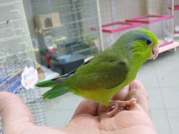 マメルリハ　ノーマル　男の子　２０２０年５月生まれ