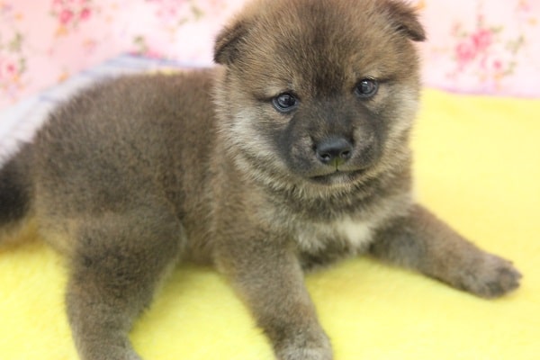 まんまるむちむち♪とってもかわいい豆柴ちゃん！！