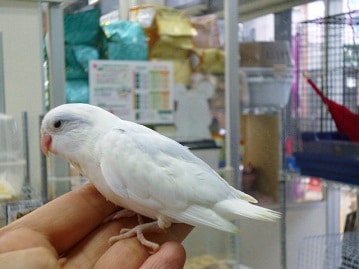 マメルリハ　ヘビーパイドパステルライラック男の子　２０２０年７月２４日撮影　