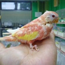 アキクサインコ　ルビノー　２０２０年６月生まれ　　