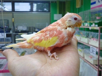 アキクサインコ　ルビノー　２０２０年６月生まれ　　