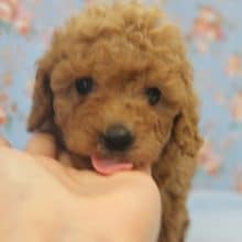 つぶらな瞳にイチコロ!?トイプードルくん♪