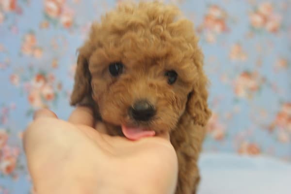 つぶらな瞳にイチコロ!?トイプードルくん♪