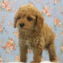 やっぱり人気！トイプーアプリコット入舎！！