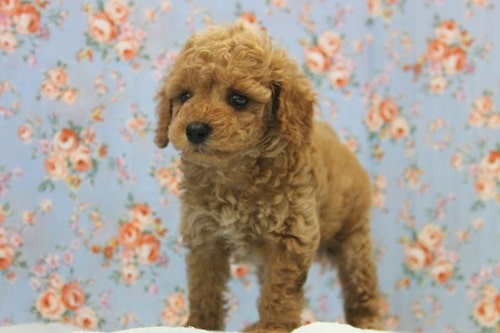 やっぱり人気！トイプーアプリコット入舎！！