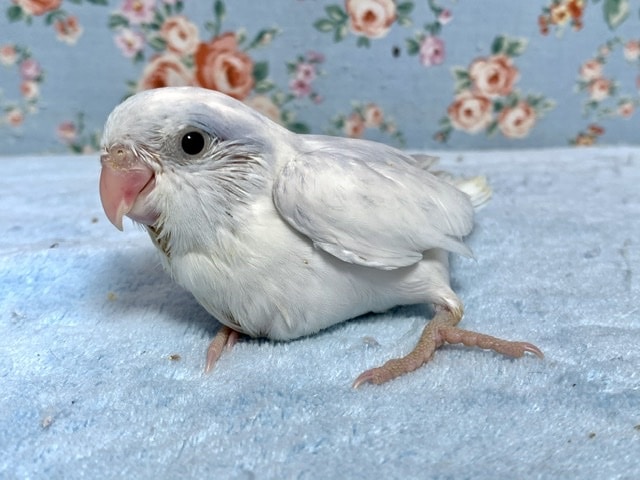 手乗りマメルリハ ヘビーパイドパステルライラック 男の子 7月28日