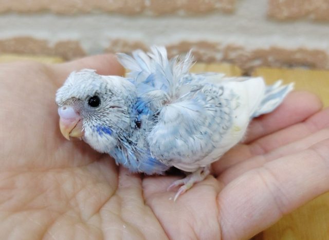 天使のようなインコちゃん　羽衣セキセイインコ 2020年07月26日