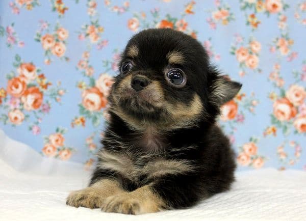 ＊最新画像更新　かわいいチワワだよ！　ブラックタン＆ホワイトの男のコ！