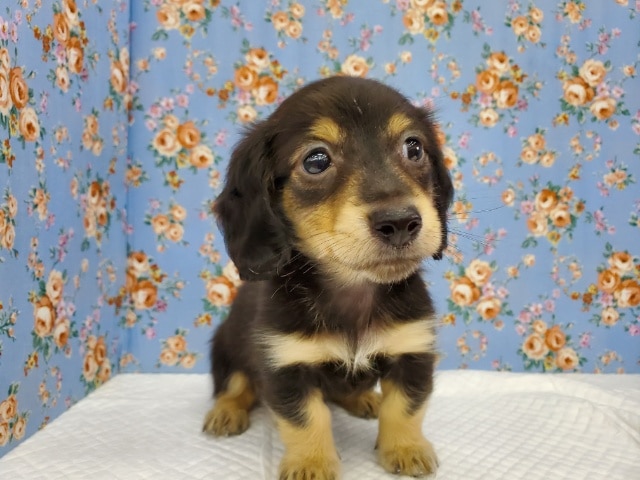 ブラック＆クリームのダックスくん！