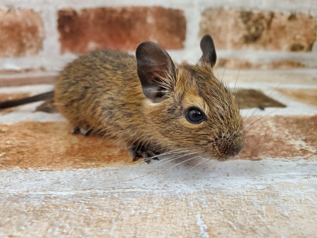デグー♪小さいよ☆