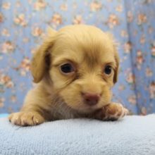 ムチムチボディのMIX犬の男の子♪