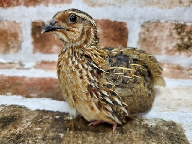 うずら！！！！