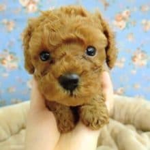 トイプードル 男の子 入舎♪