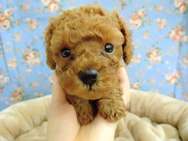 トイプードル 男の子 入舎♪