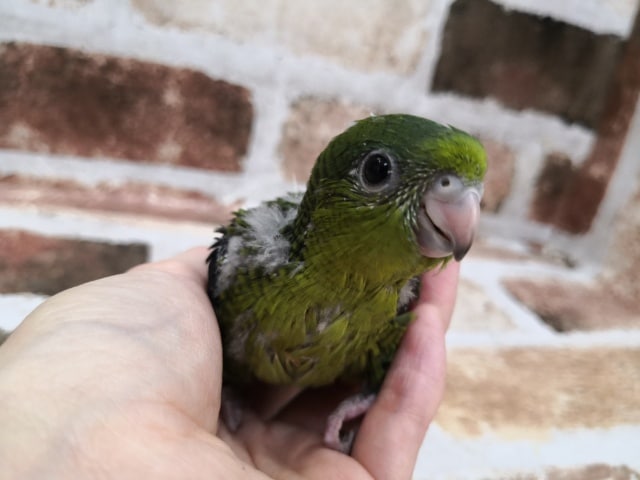 ノーマルカラーのサザナミインコさん♪