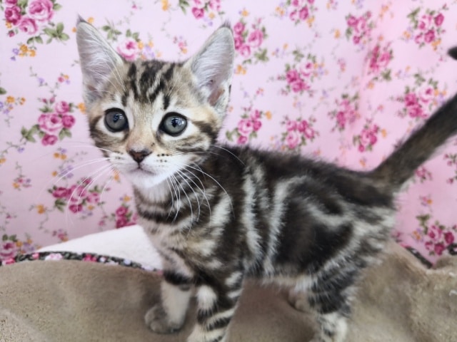 色のｷﾚｲなブラウンタビーのアメリカンショートヘアちゃん♪