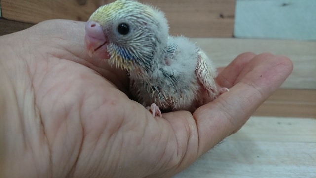 人気上昇中カラー！セキセイインコ（レインボーｘパイド）！！
