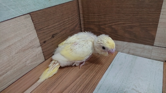 激レアカラーさんでｺﾞｻﾞｲﾏｽ♪セキセイインコ（クリーム）
