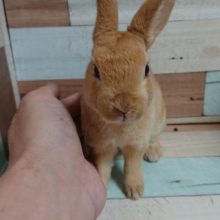 撫でてください。。ぜひ！　ミニレッキス（女のコ）でｺﾞｻﾞｲﾏｽ☆