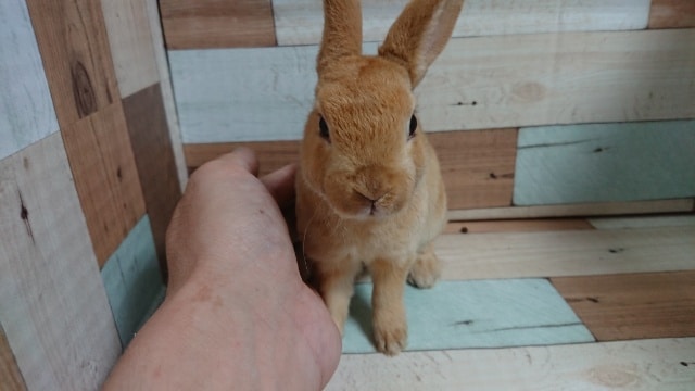 撫でてください。。ぜひ！　ミニレッキス（女のコ）でｺﾞｻﾞｲﾏｽ☆